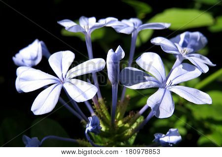 Baby blue Plumbago auriculata flowers in bloom in garden
