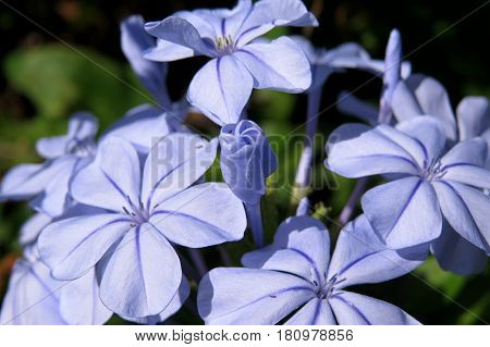 Baby blue Plumbago auriculata flowers in bloom in garden