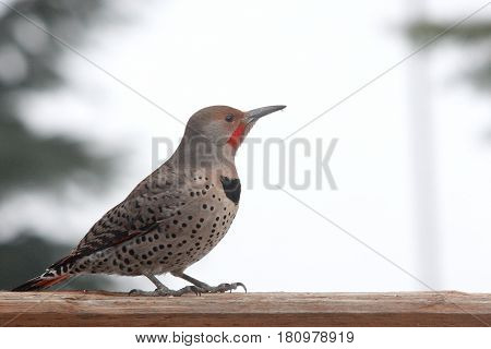 A Flicker, a member of the Woodpecker family comes looking for food.