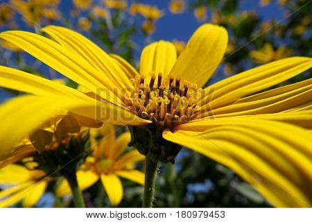 African Bush Daisy yellow flowers bush shrub against a blue summer sky Euryops chrysanthemoides