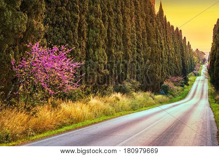 Bolgheri famous cypresses trees straight boulevard landscape. Maremma landmark Tuscany Italy Europe.