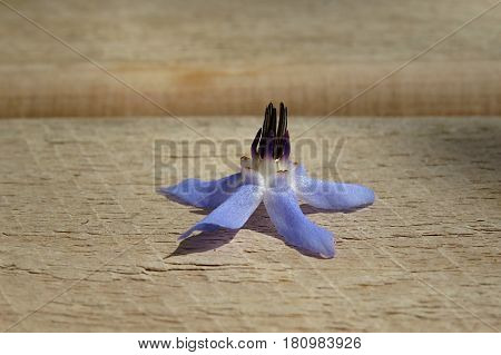 Fallen blue Borage Starflower flower on a picnic table