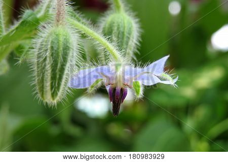Blue Borage Starflower flower blooming in garden