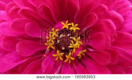 Beautiful vivid pink Zinnia flower bloom in a garden bed