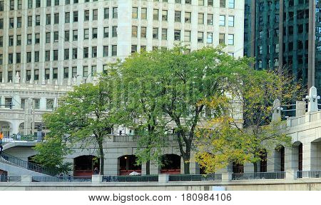Beautiful trees on the  embankment in Chicago, IL.