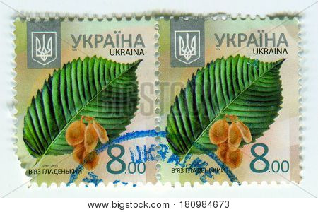 GOMEL, BELARUS, APRIL 7, 2017. Stamp printed in Ukraine shows image of  The Ulmus Laevis, circa 2012.