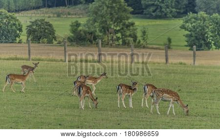 Fallow Deers On Meadow In Krkonose Mountains