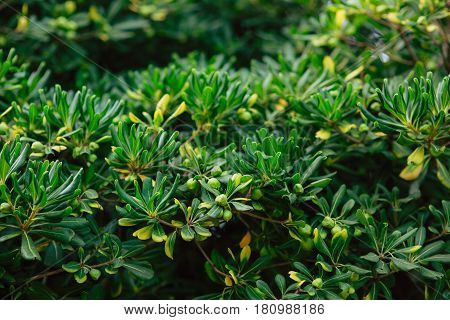 Shrubs and trees Pittosporum in Montenegro. Landscaping design of the hotel.