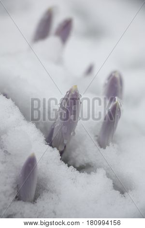 Through wet friable snow not opened large buds of light-violet crocuses have made the way.