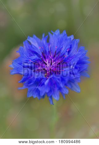 Bachelor button or Centaurea cyanus
