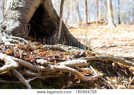 Tree hole home for the wild animal