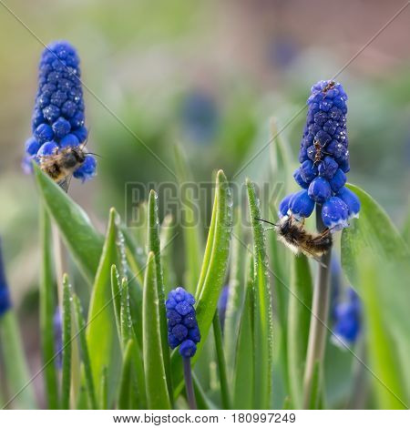 closeup ants and bees on first purple spring flowers Muscari (grape hyacinth Muscari neglectum) with raindrops. square composition. small DOF focus
