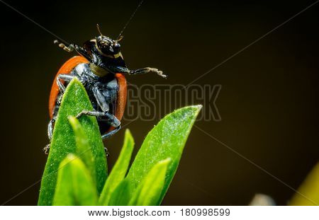 Beautiful ladybug open arms green twig macro photo