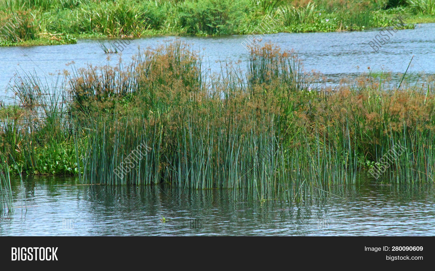 Reeds Middle Nile Image & Photo (Free Trial) Bigstock