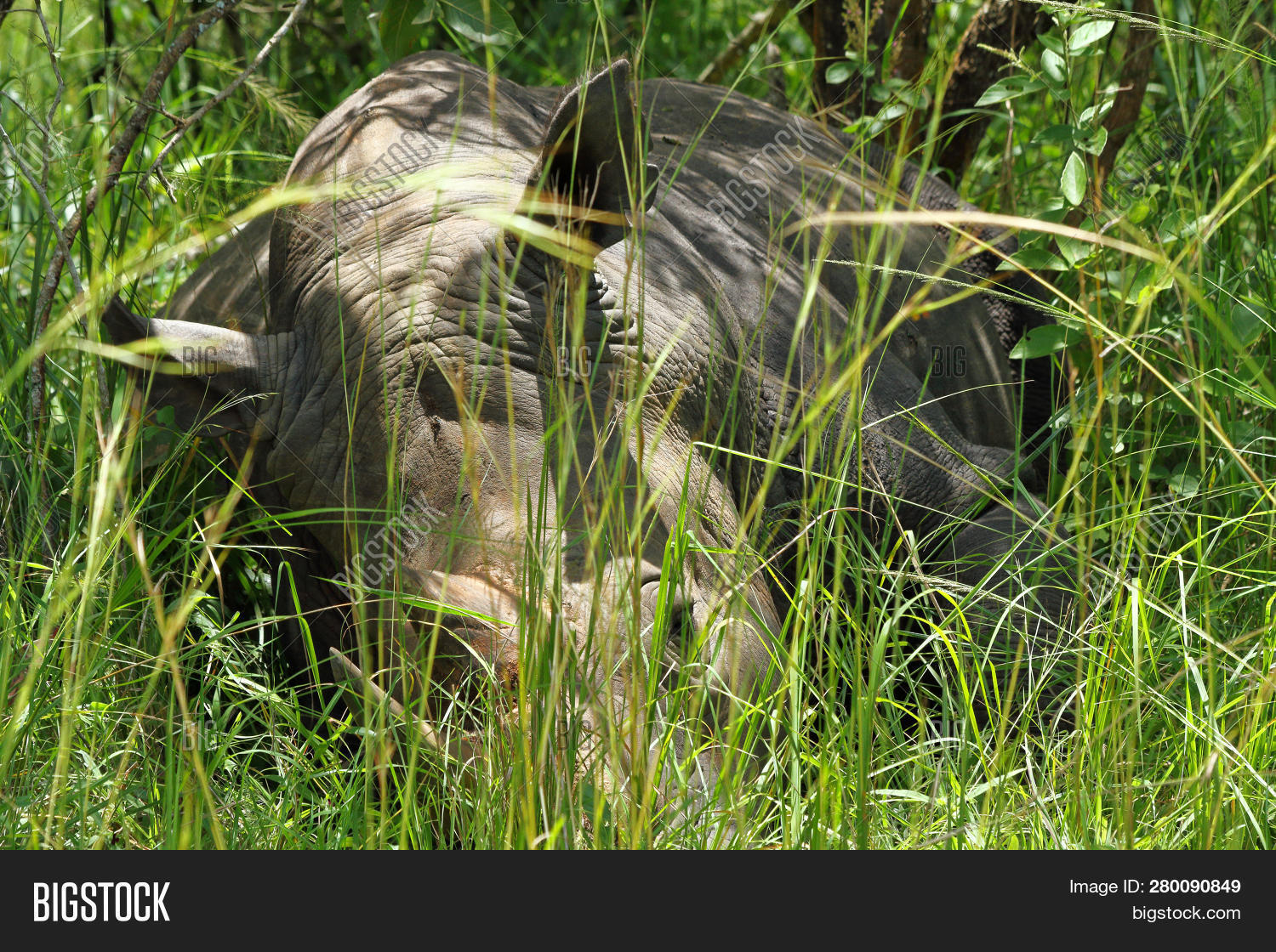 Large Rhinoceros Image & Photo (Free Trial) Bigstock