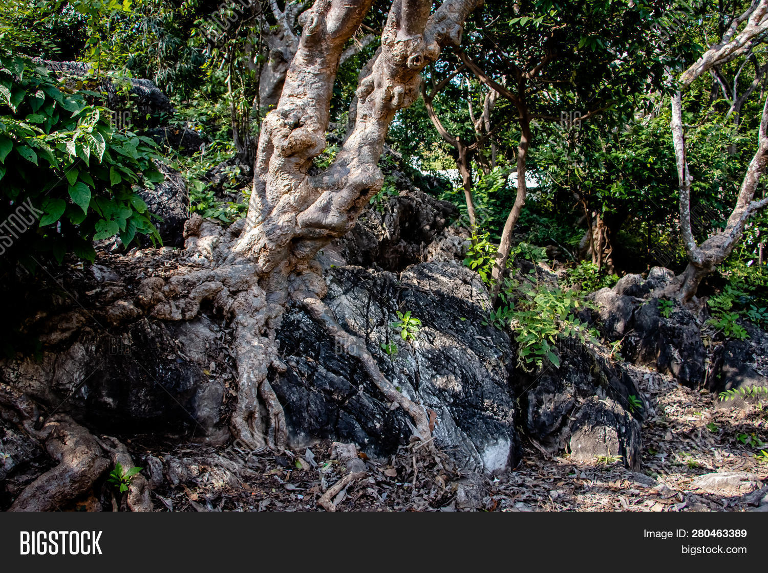 Tree Root Splitting Image & Photo (Free Trial) Bigstock