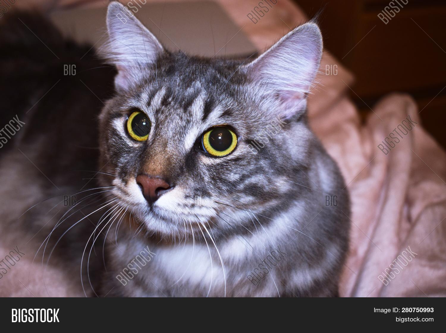 silver blue cat