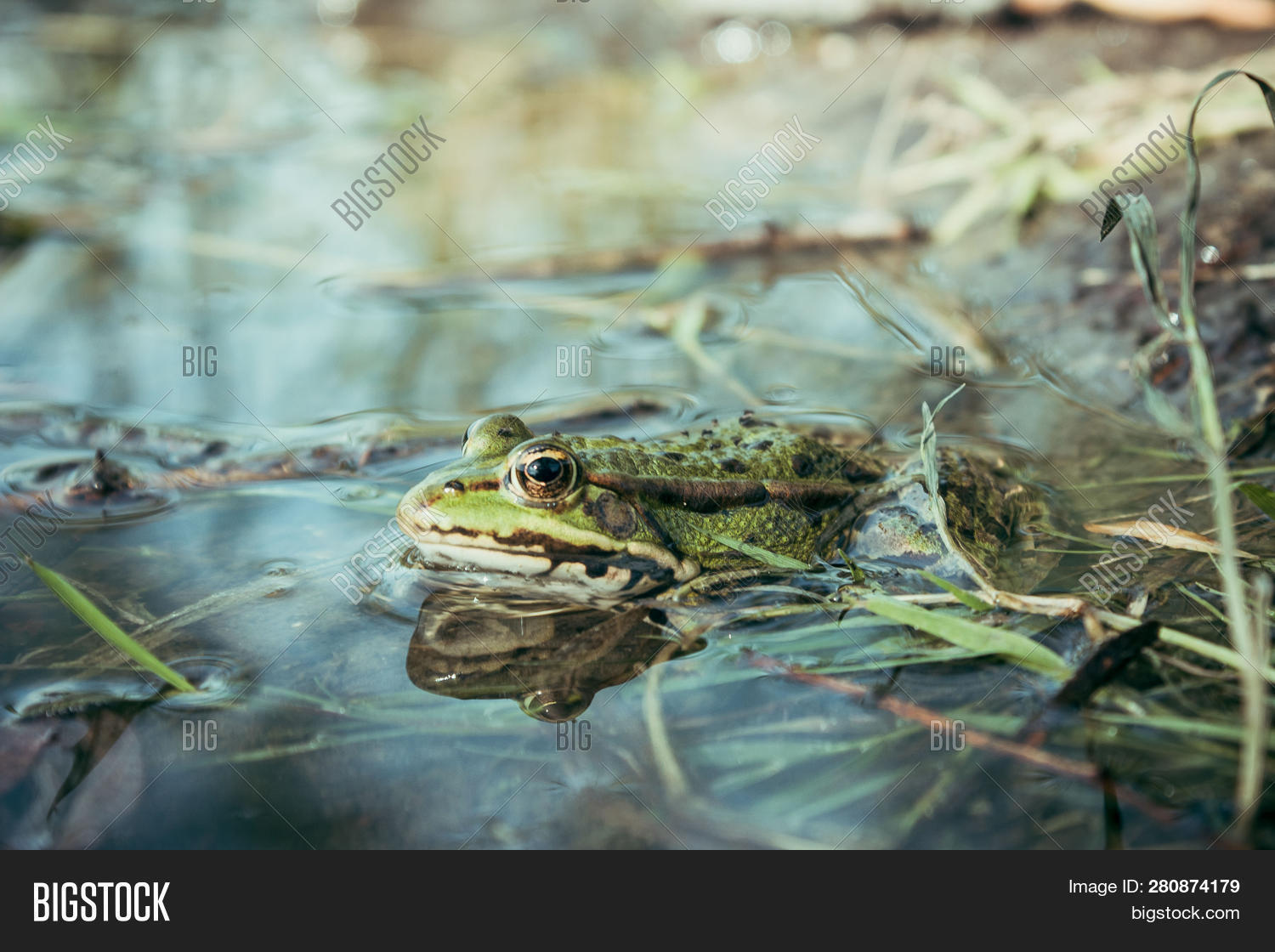 Green Frog Sits River Image & Photo (Free Trial) Bigstock
