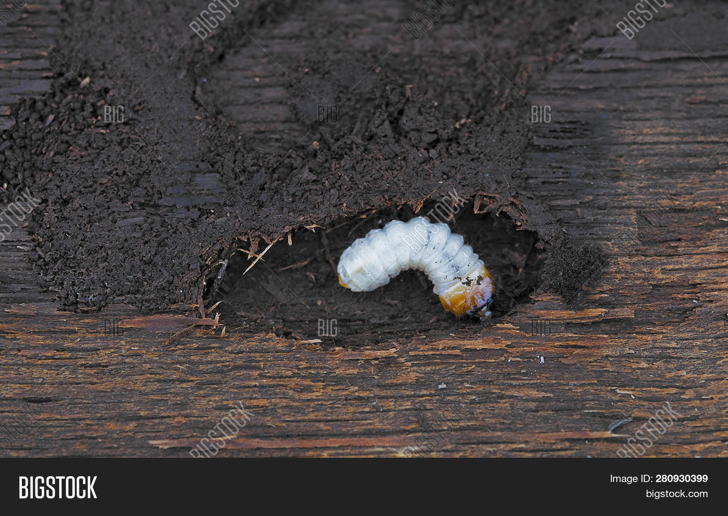 Little Woodworm Lies Image & Photo (Free Trial) Bigstock