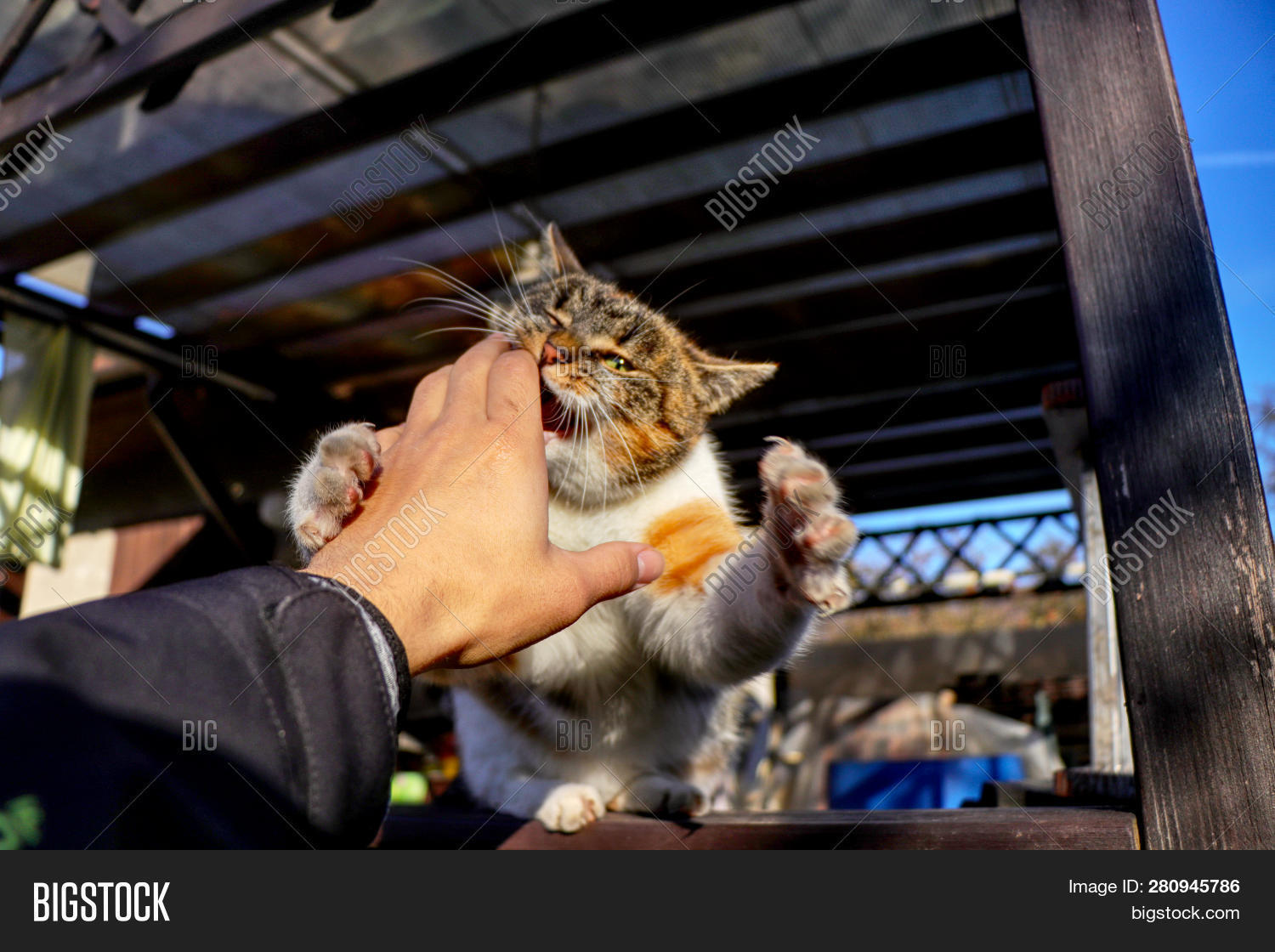 Domestic Cat Jumping Image & Photo (Free Trial) Bigstock