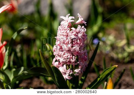 Hyacinths Grow Blossom Spingtime In The Garden.pink Flower Hyacinth In Park In Spring. Pink Flowers.