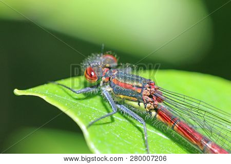 Large Red Damselfly Perched On A Leaf