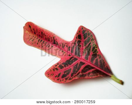 Multicolored Sheet Of Croton. Exotic Domestic Plant.
