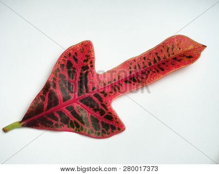 Multicolored Sheet Of Croton. Exotic Domestic Plant.