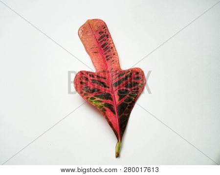 Multicolored Sheet Of Croton. Exotic Domestic Plant.