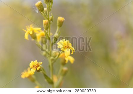 Creeping Groundsel (senecio Angulatus)