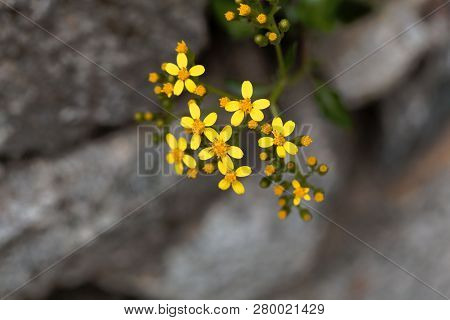 Creeping Groundsel (senecio Angulatus)