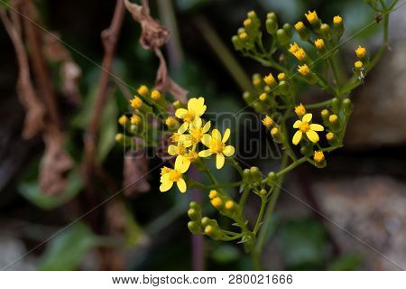 Creeping Groundsel (senecio Angulatus)