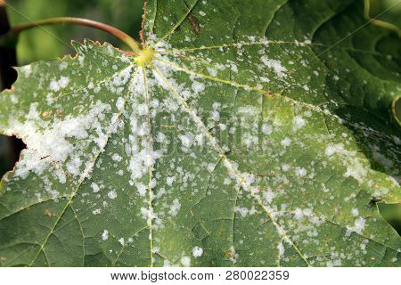 Powdery Mildew On Norway Maple. Maple Tree Fungal Disease