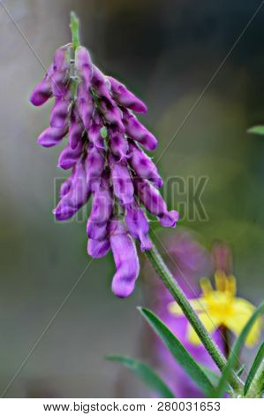 Macro Of Fragile Purple  Woolly Flower Petals. Fodder Vetch (vicia Villos) Blossom In German Garden.