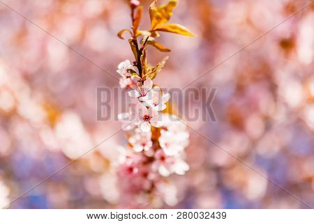 Single Cherry Tree Branch Blossoming Close-up. New Life Concept. Flowers Selective Focus