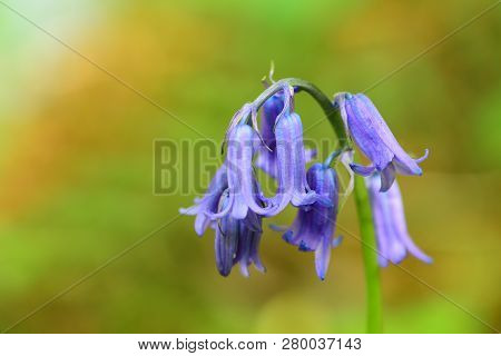 Close Up Of A Single Bluebell Flower With A Green Background