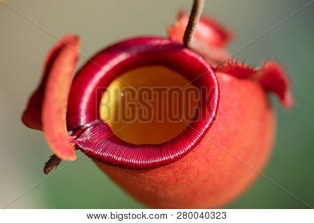 Close Up Of Nepenthes Also Called Tropical Pitcher Plants Or Monkey Cups In The Plant Nursery Garden