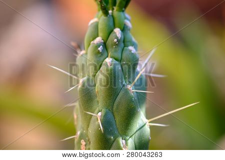 Cactus San Pedro Echinopsis Pachanoi, Spiny Macro Detail