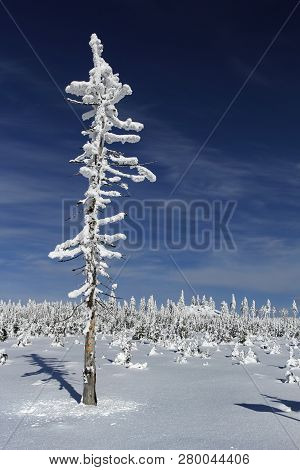 A Stand-alone Tree Covered With Frost On A Snowy Mountain Plain In The Golden Mountains (czech: Rych