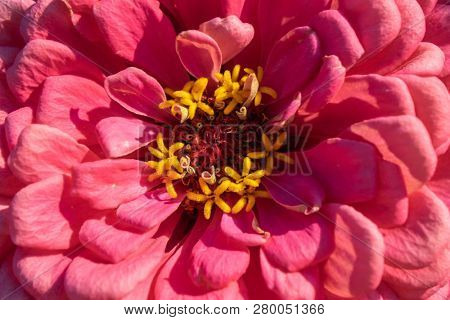 Macro photo of a blooming zinia flower. Natural floral layout. Top view