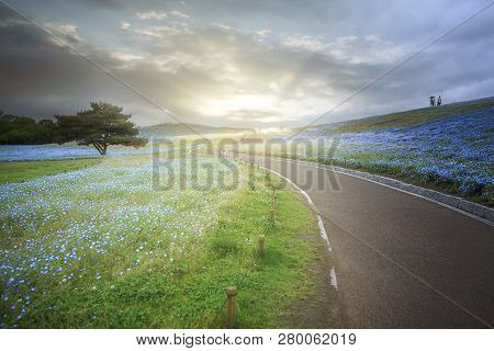 Tree And Nemophila At Hitachi Seaside Park In Spring With Blue Sky At Ibaraki, Japan