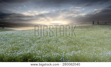 Tree And Nemophila At Hitachi Seaside Park In Spring With Blue Sky At Ibaraki, Japan