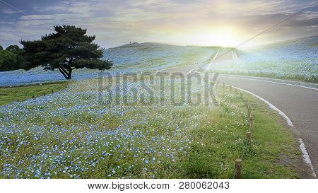 Tree And Nemophila At Hitachi Seaside Park In Spring With Blue Sky At Ibaraki, Japan