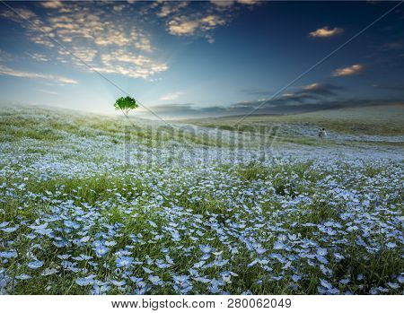 Tree And Nemophila At Hitachi Seaside Park In Spring With Blue Sky At Ibaraki, Japan