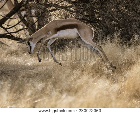 Springbok Runs Through Short Dry Grass, Showing How It Gots Its Name In Namibia
