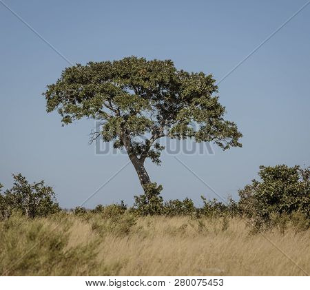 A Rain Tree Sits Alone In The Desert Of Botswana