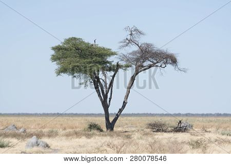 A Rain Tree Sits Alone In The Desert Of Botswana