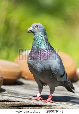Full Body Of Speed Racing Pigeon Bird Standing In Green Garden