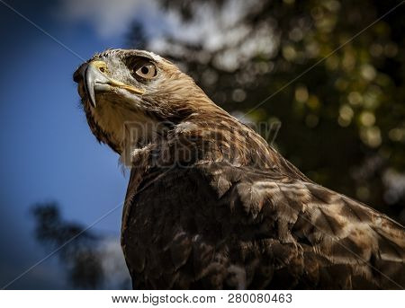 Red Tailed Hawk Staring At The Kroschel Films Wildlife Center, In Skagway, Alaska