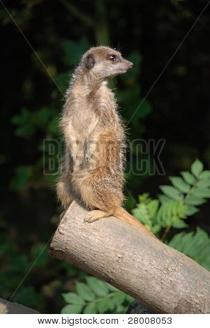 Um cercopiteco pé na posição vertical, mantendo olhar para o resto do grupo.